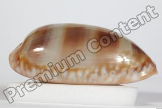 Seashell 0051